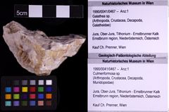 Foto (Objekt + Etiketten) von Culmenformosa sp. (NHMW-GEO-1990-0041-0467)